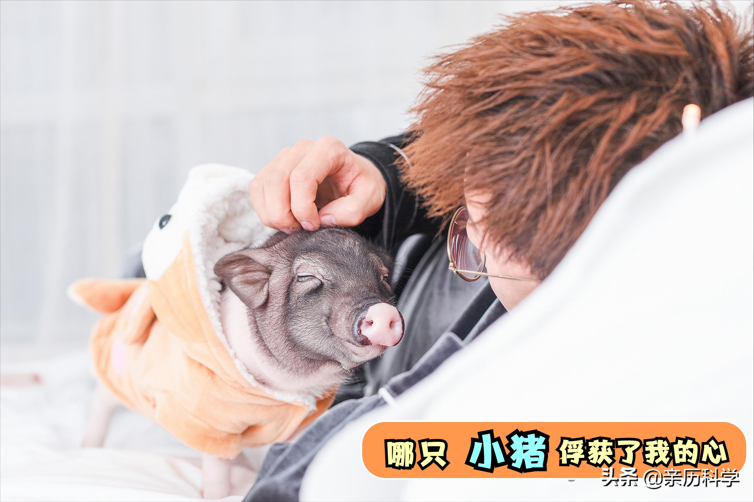 为什么宁愿选择和宠物共度一生,宠物是陪伴我们的最好方式