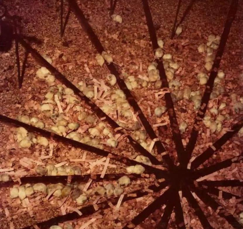 8只白鼠繁衍实验,美国8只老鼠的实验