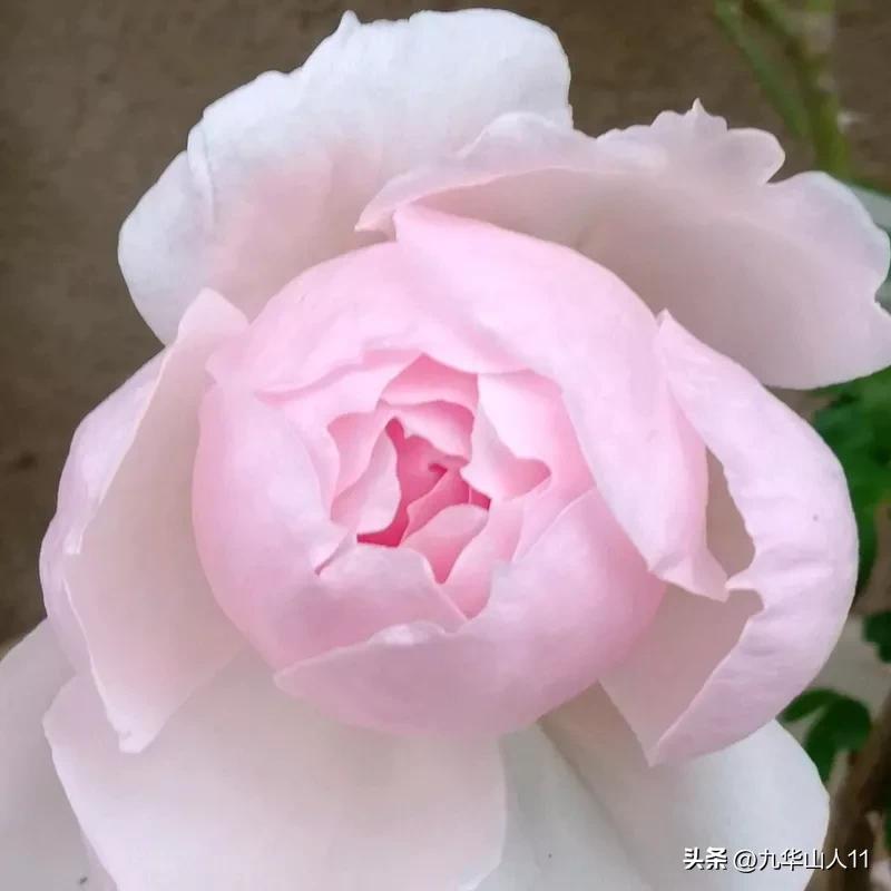 黄色系藤本月季哪个品种好,适合海南种的藤本月季品种