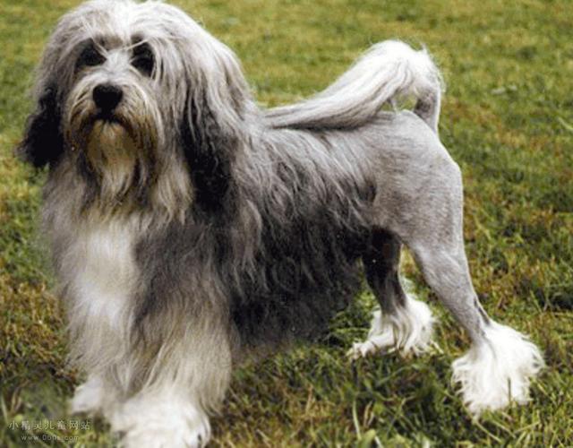 世界上最贵的前十种狗,世界上11种最贵的狗