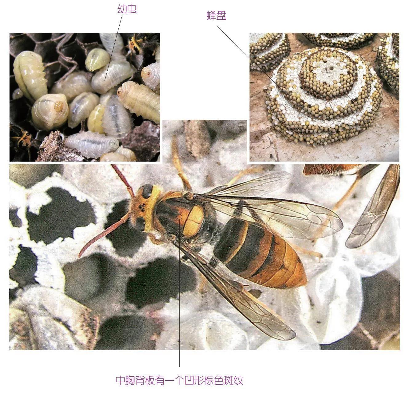 32种昆虫简介思维导图,32种食用植物