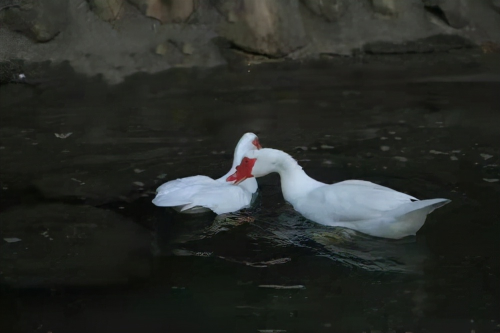水星家纺鸭绒被,水星家纺鹅绒被用哪种四件套好