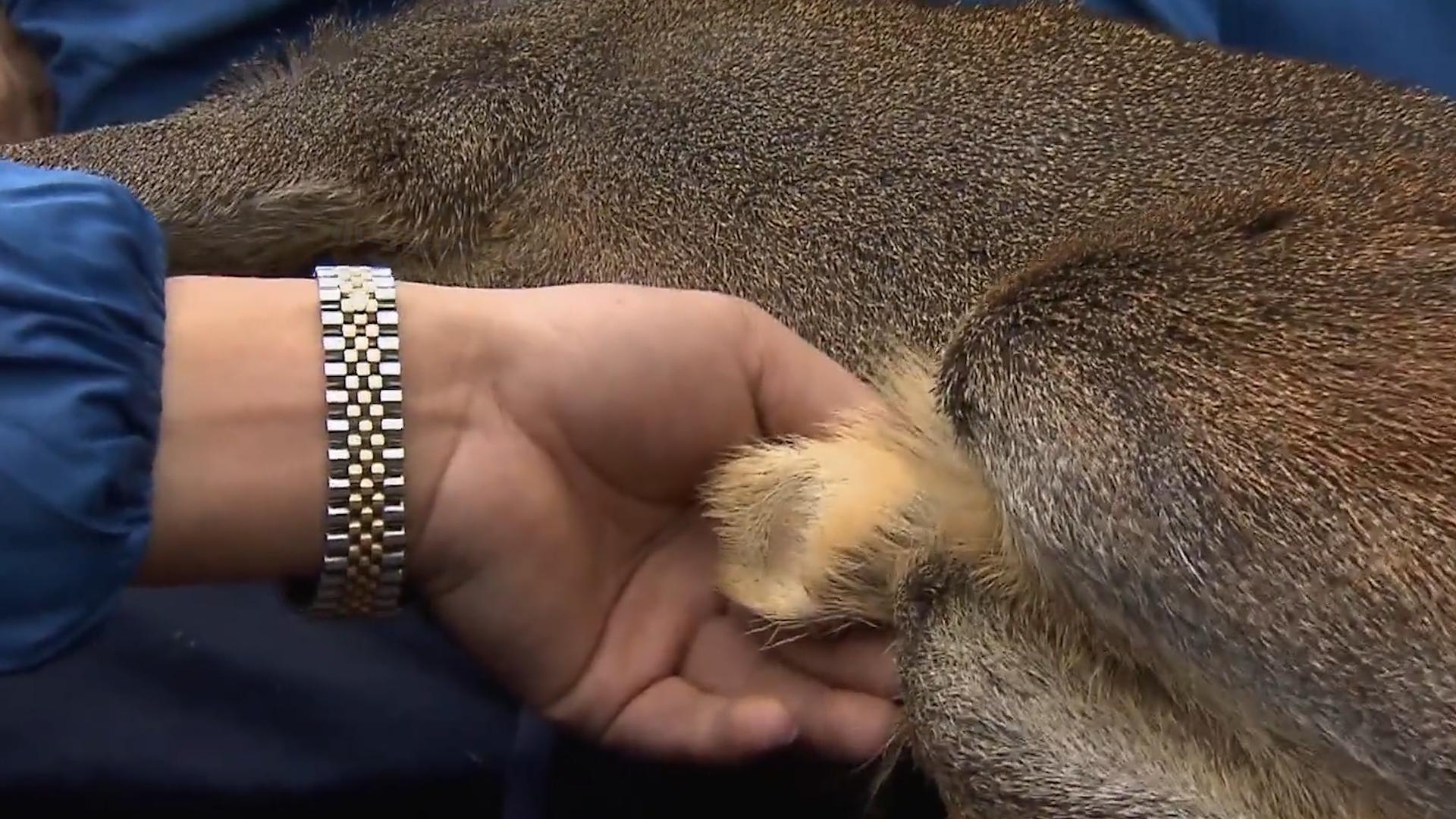 一克400元供不应求，麝香卖那么贵，为什么没几个人养殖？