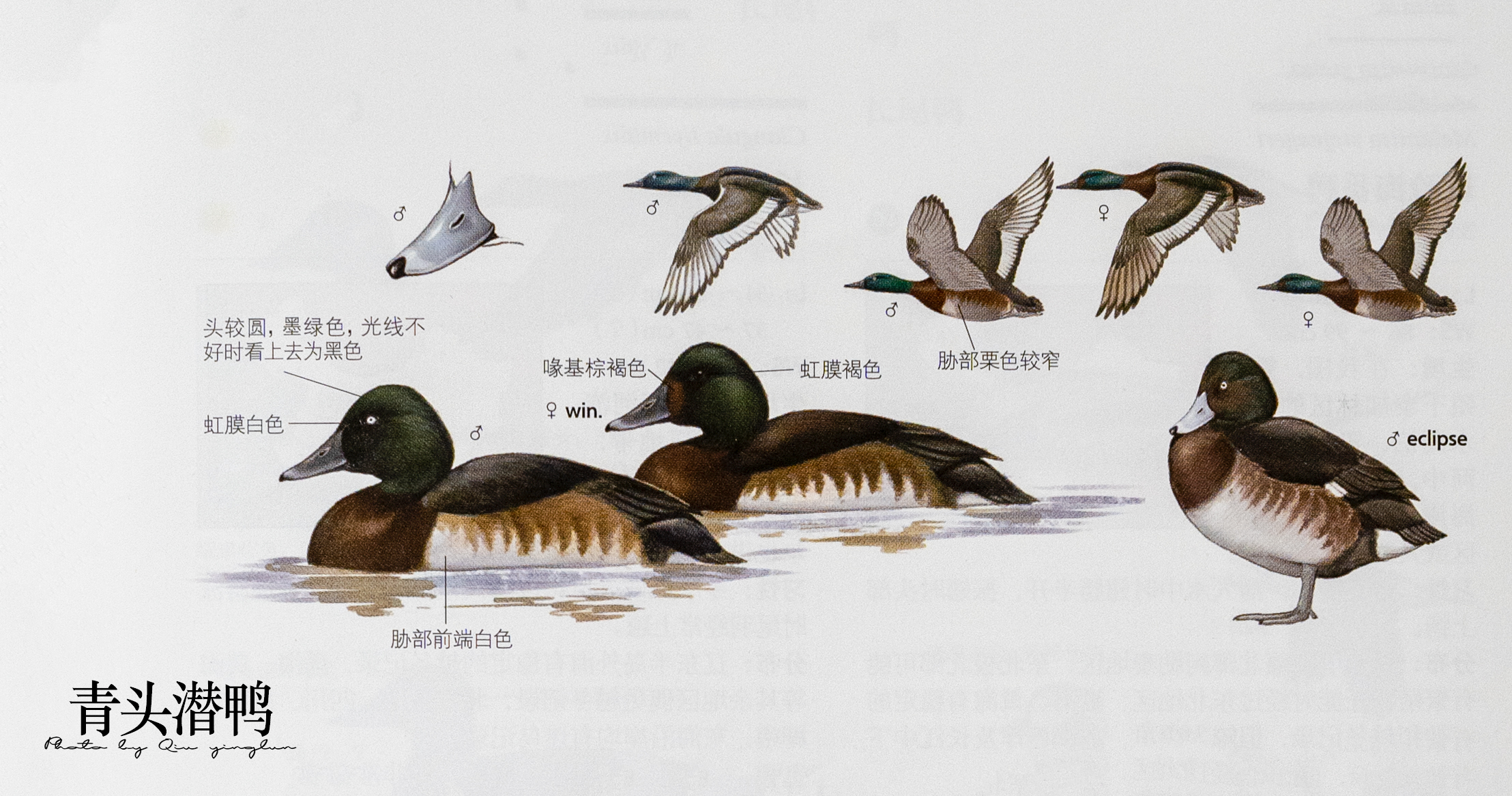 涓滄睙鎻借儨,涓滄睙鎻借儨楦熺被