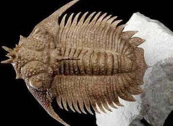 山东三叶虫化石真假,三叶虫远古生物图片