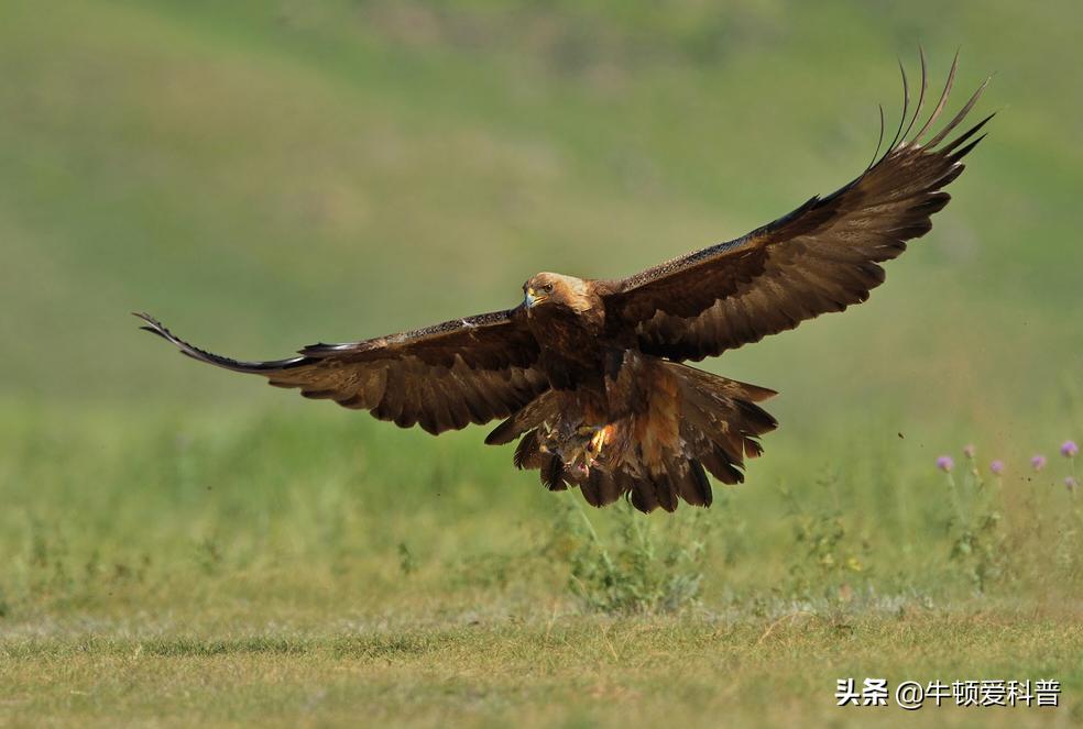 世界十大猛禽角鹰,猛禽金雕是什么鸟