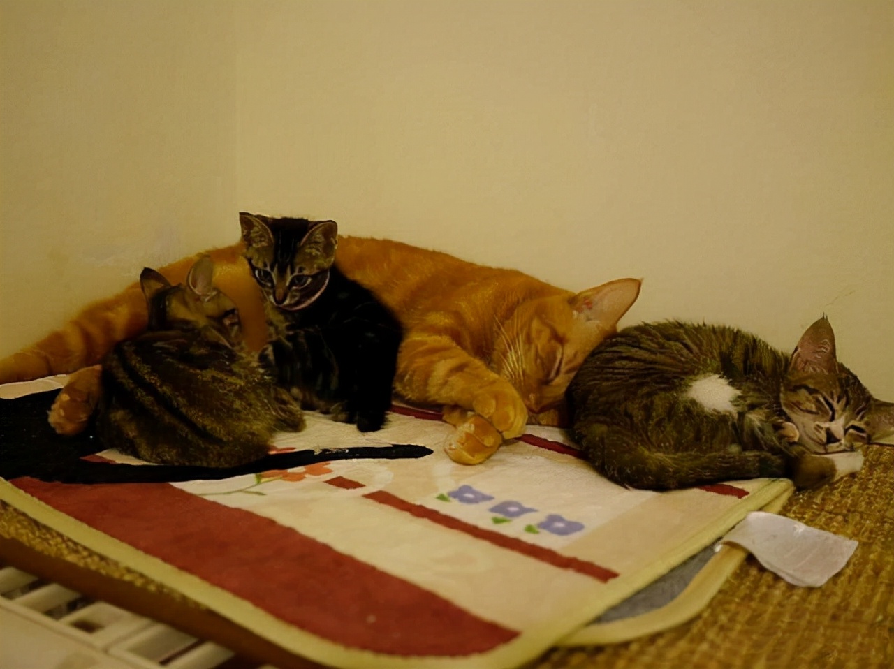 猫咪围着小橘猫,小橘猫肚子鼓鼓的还要喝奶