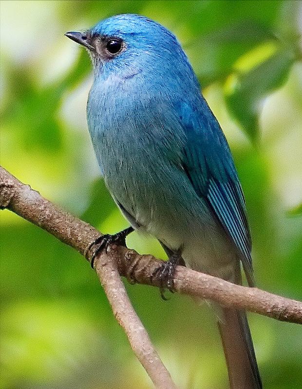 50张最佳鸟类摄影作品,鸟儿大全大图