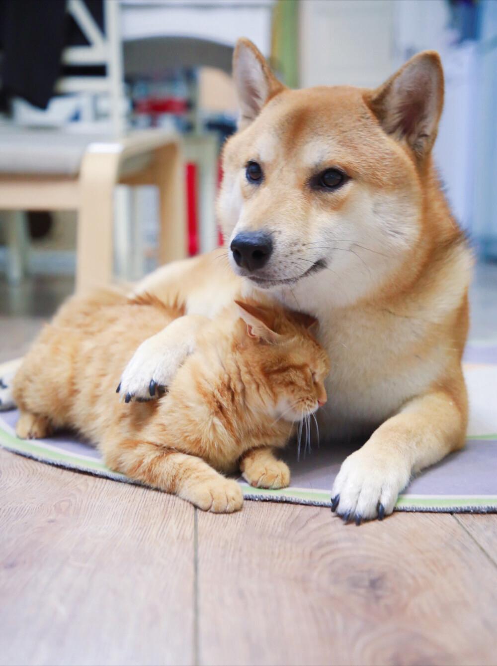 盘点小八嘎柴犬的所有瞬间,被铲屎官坑惨了的柴犬