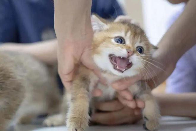 带薪撸猫遛狗,带薪撸猫日常