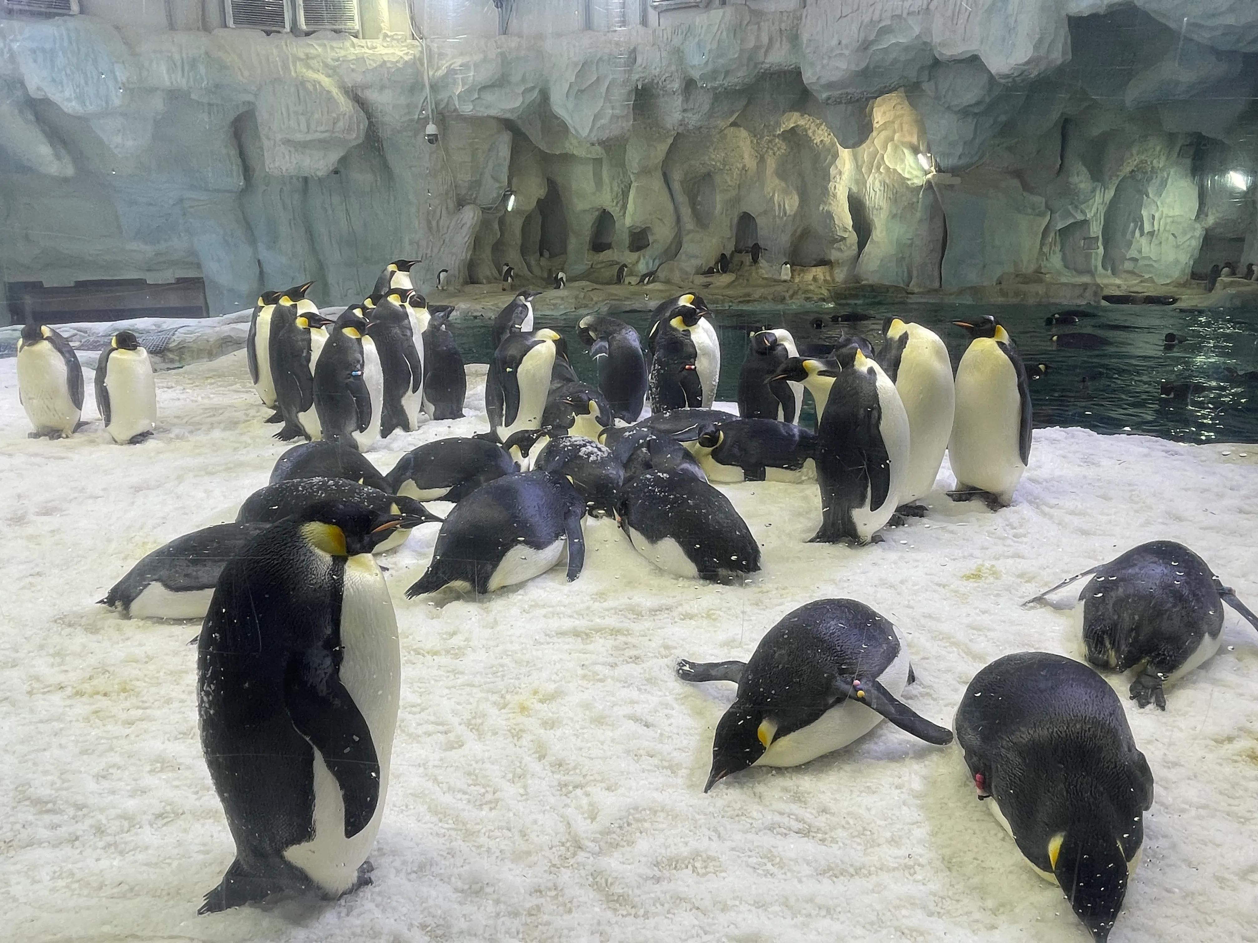 长隆野生动物园和珠海长隆海洋馆,珠海长隆海洋王国跟长隆动物园