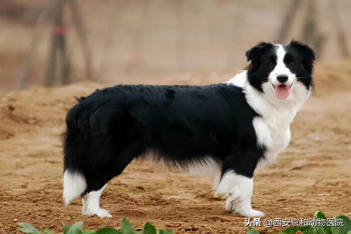 狗狗的智商天花板边境牧羊犬,边境牧羊犬狗狗的智商天花板