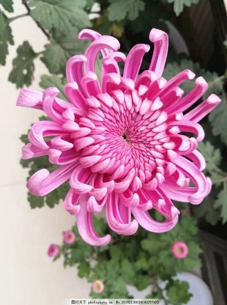 一花一世界一念一佳人的图片,一花一世界一叶一春秋图片