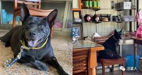 台湾社畜狗子，竟因为伙食不好一上班就摆臭脸