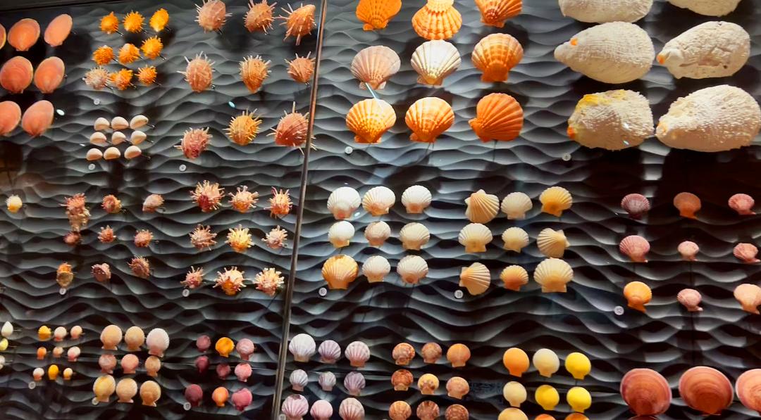 上海自然博物馆隐藏打卡,探秘上海隐秘地