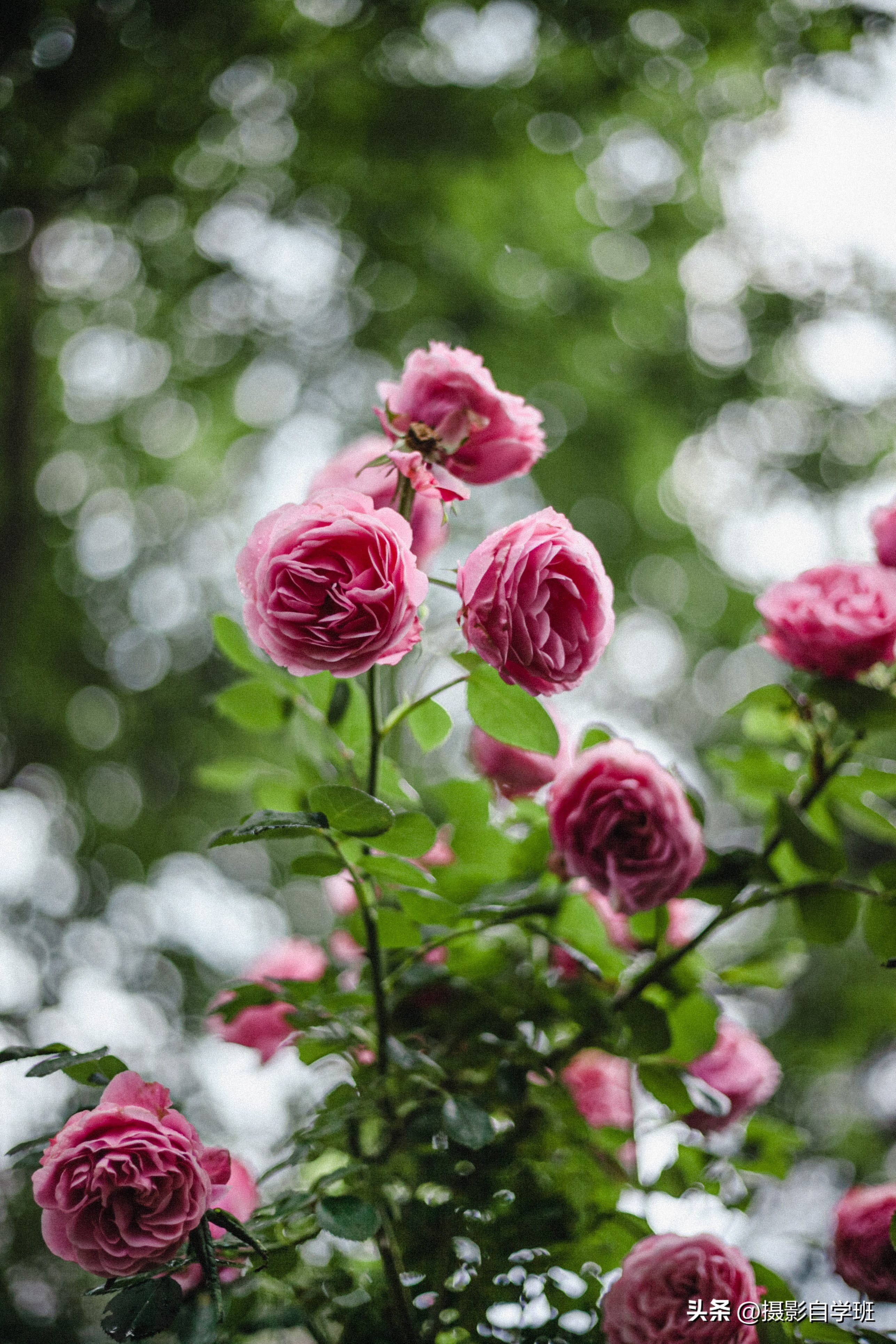 6月份月季什么情况打花苞,6月份的月季花