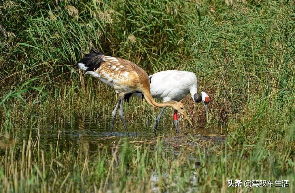 挑战极寒自驾游大兴安岭,大兴安岭金秋穿越之旅