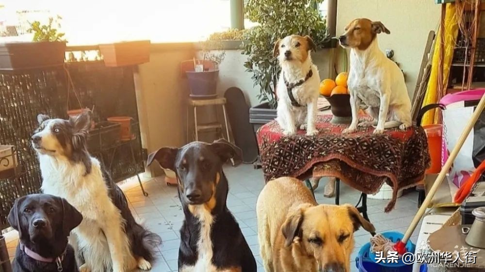 在意大利当保姆要学什么,在意大利工作有多牛