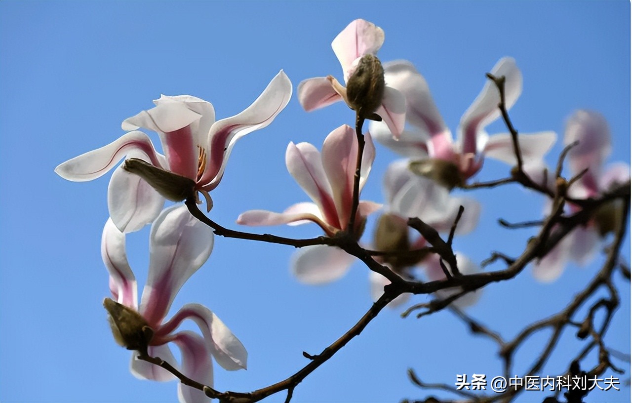 上热下寒导致的鼻炎中医,鼻炎上热下寒方子