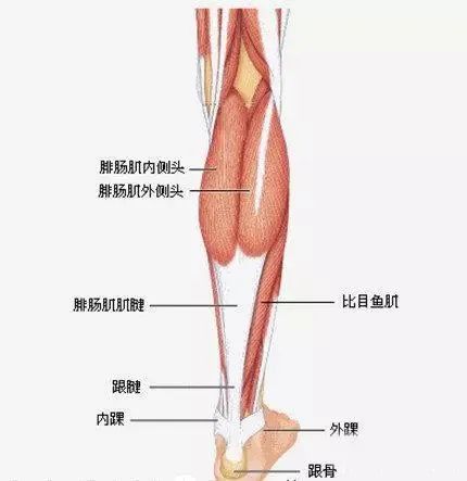 拉筋板真的会瘦肌肉小腿么,拉筋板真的可以瘦哪里