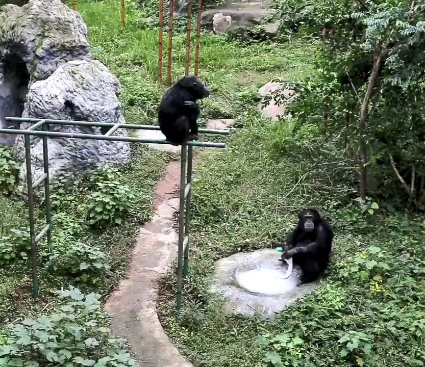 猩猩新石器时代,现在猩猩能进化成人类吗