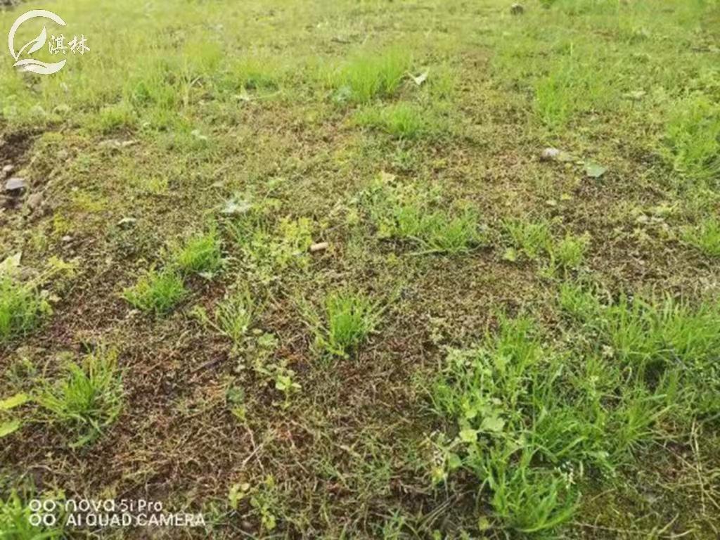 一年生早熟禾的发生规律及防控技术