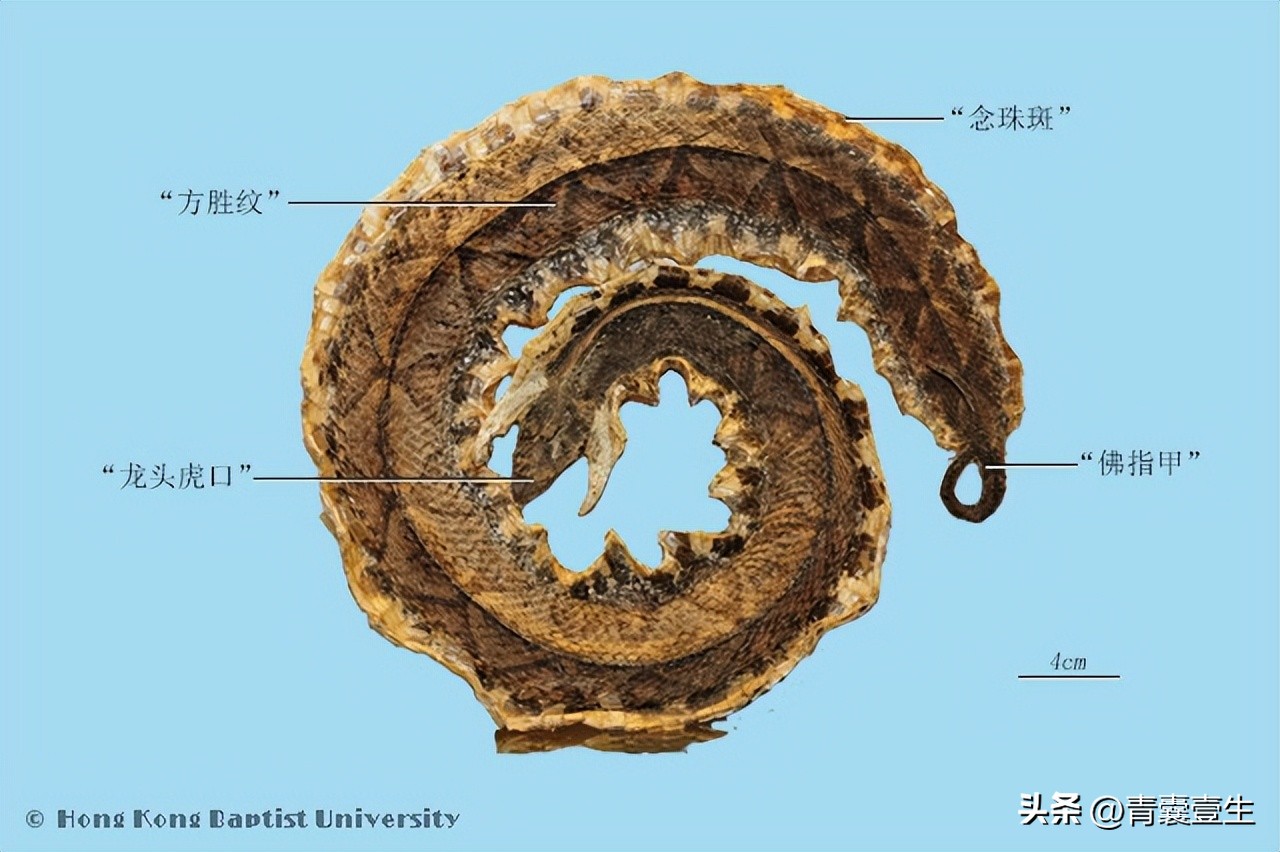 每日学本草,每日一学草药杜仲