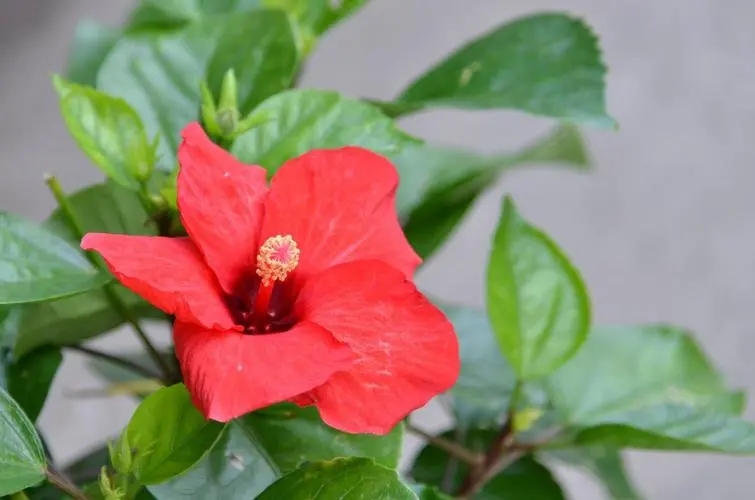 古诗经典爱情诗句精选100句,古诗100首唯美诗句