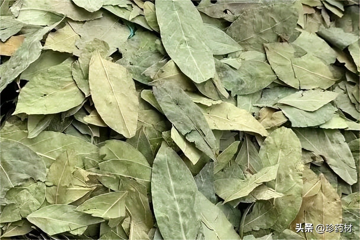 中草药苍术市场行情,中药材苍术行情直播