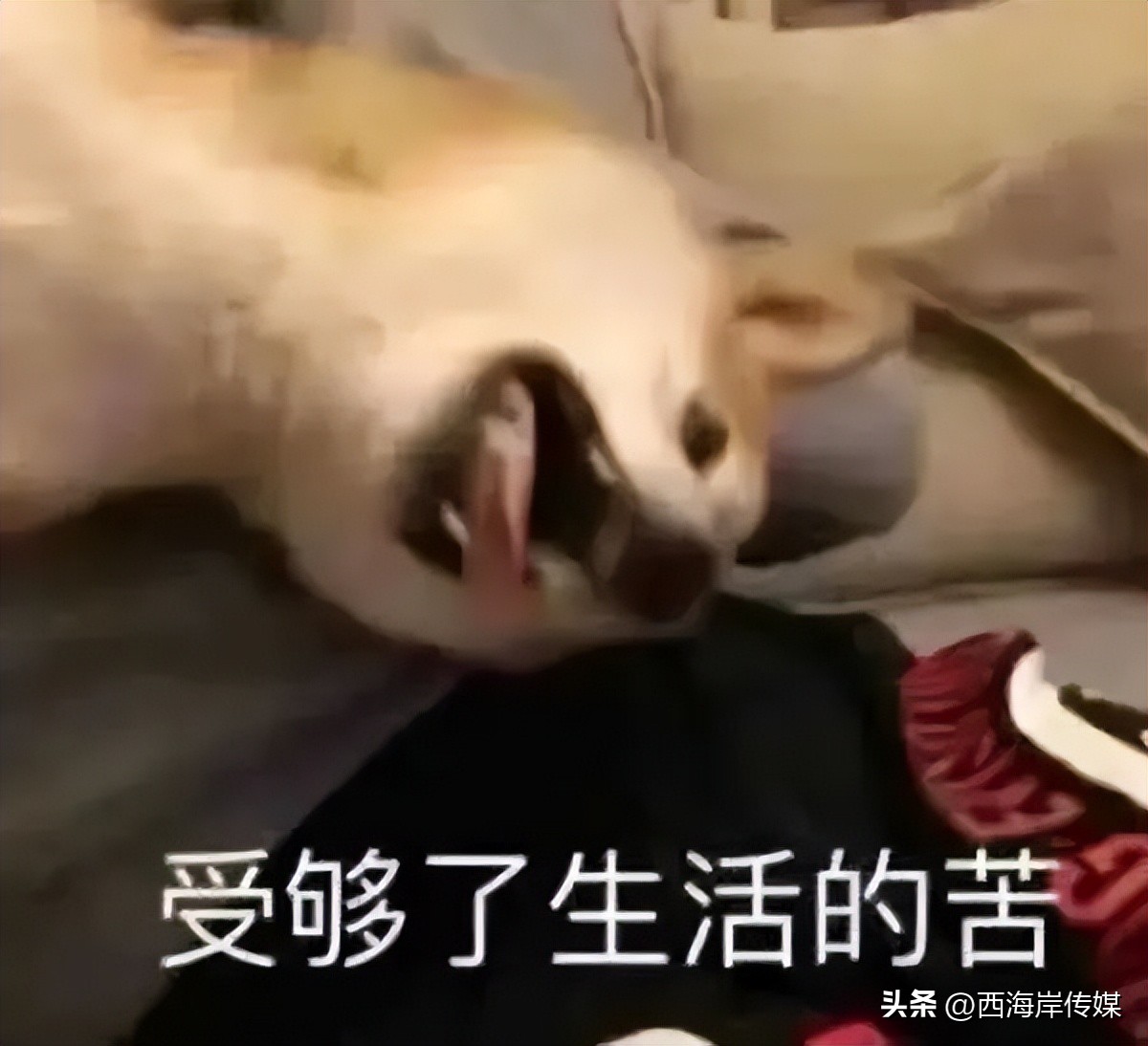 濂崇敓鍋氳揣鎷夋媺鍙告満,濂冲瀛愬仛鍙告満璺戣揣鎷夋媺