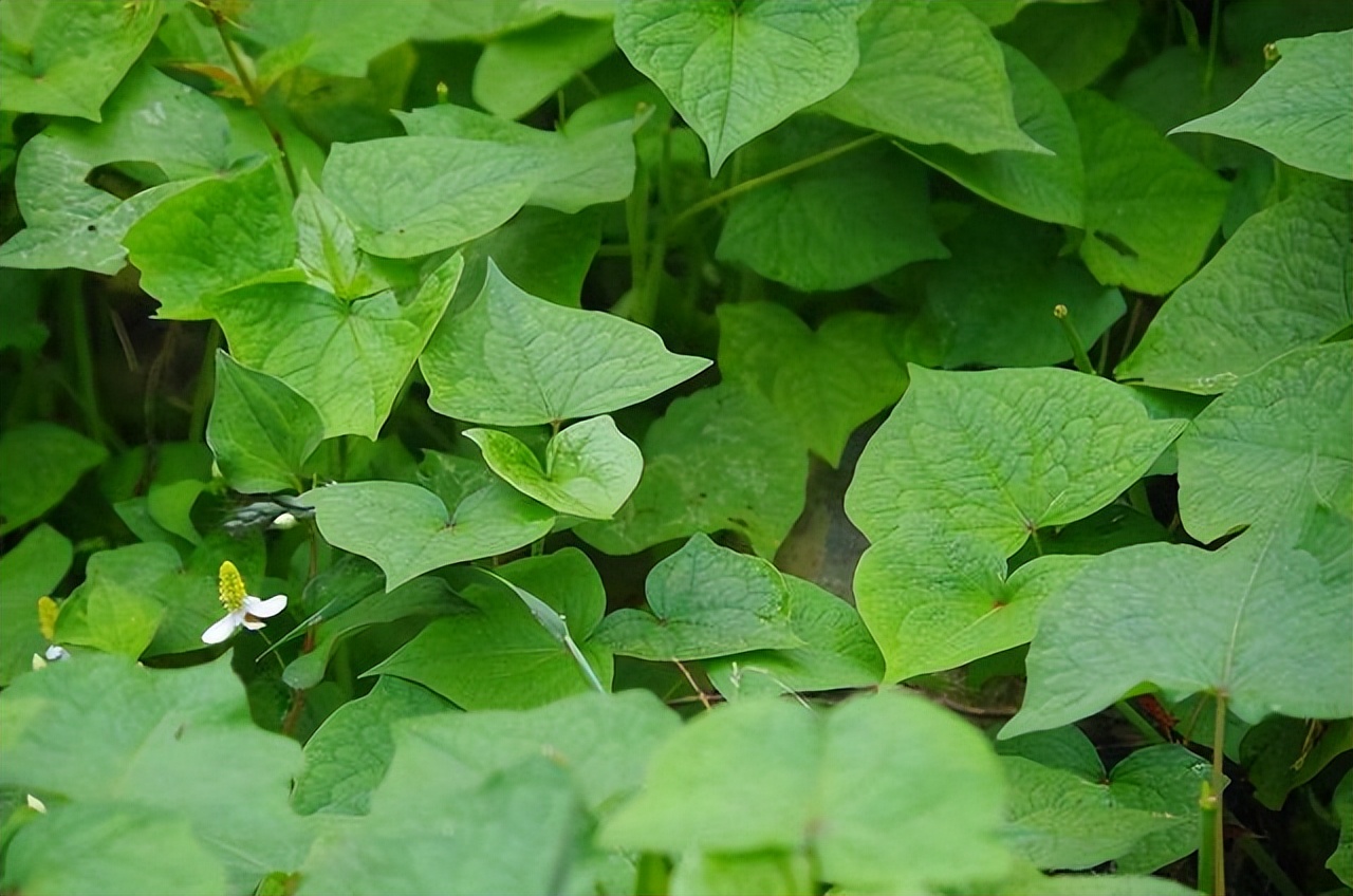 金荞麦别名是什么,金荞麦来历