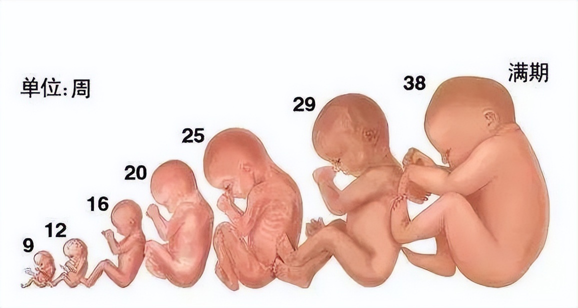 孕期每个阶段的反应,孕期每个月表现图片