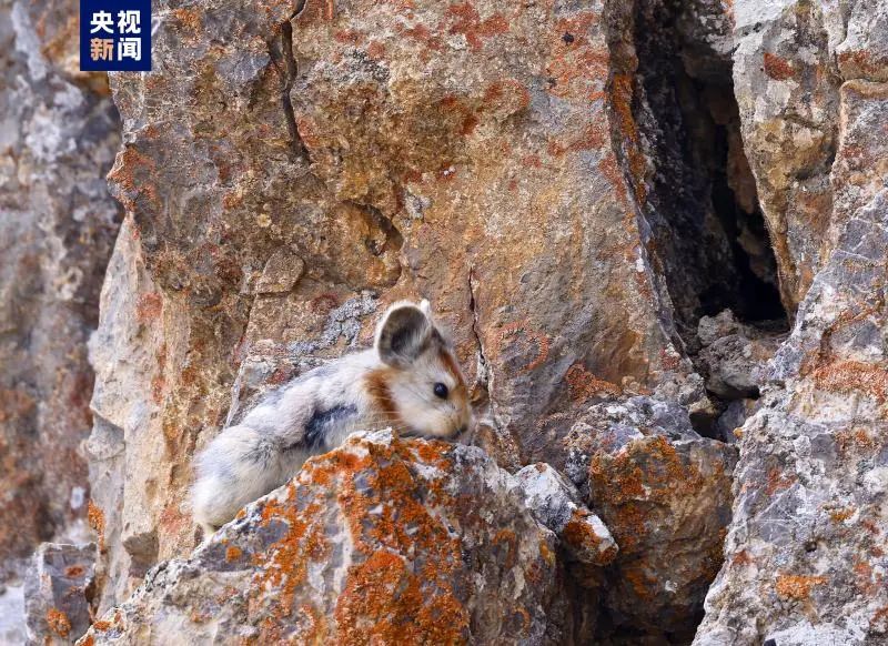 兔圆圆亮相视频,兔圆圆高清图片