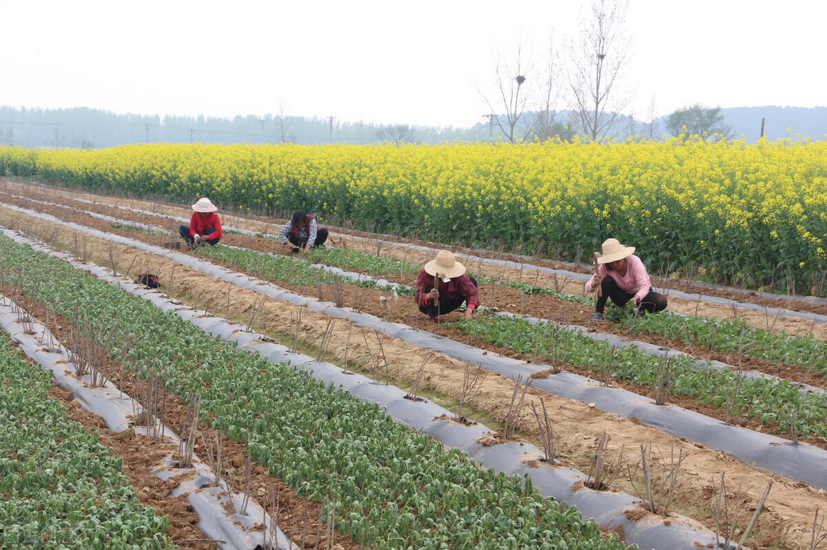 “春未老，风细柳斜斜。”——诗词里的四月天