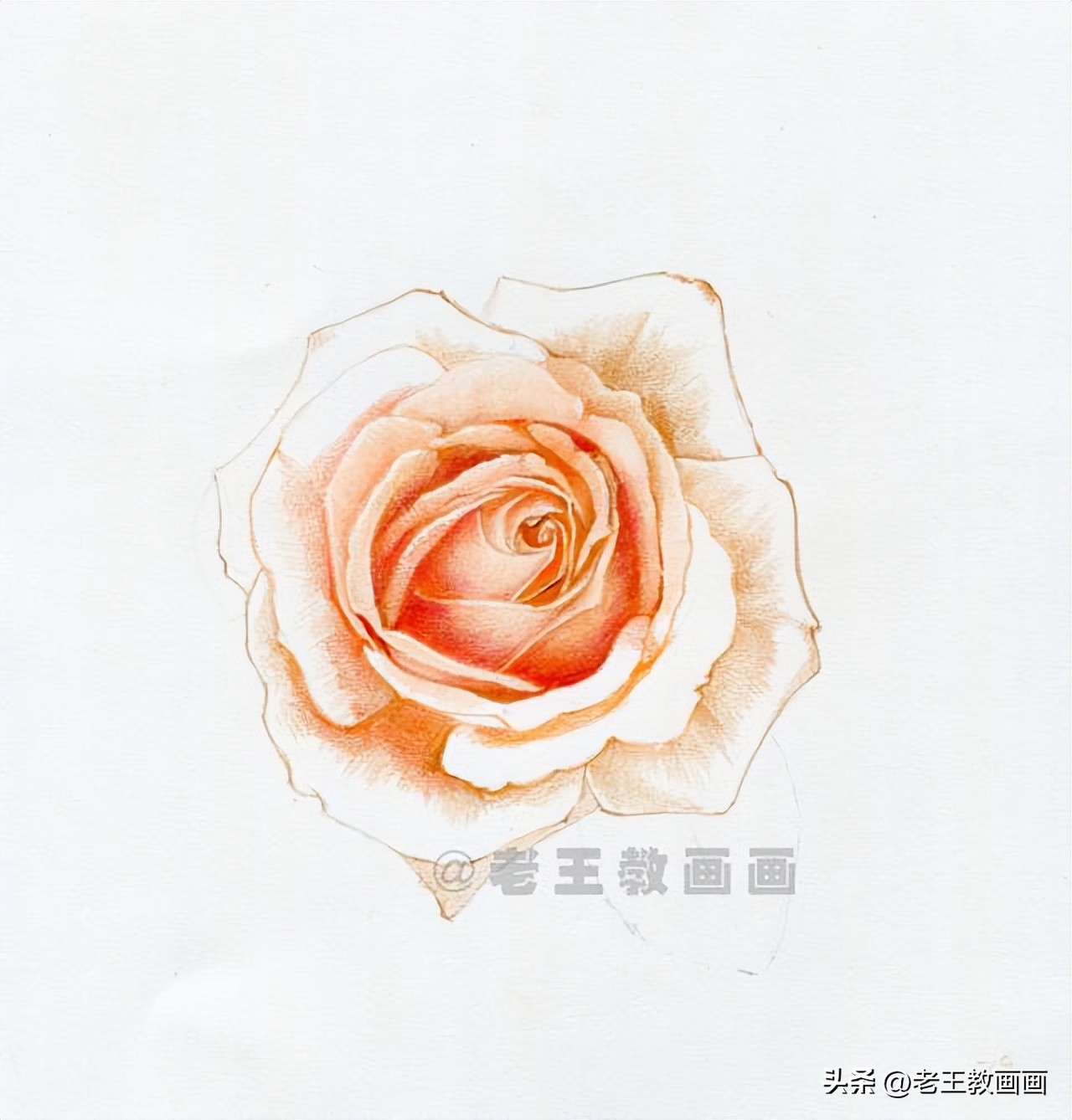 画花教程素描零基础,画向日葵花教程