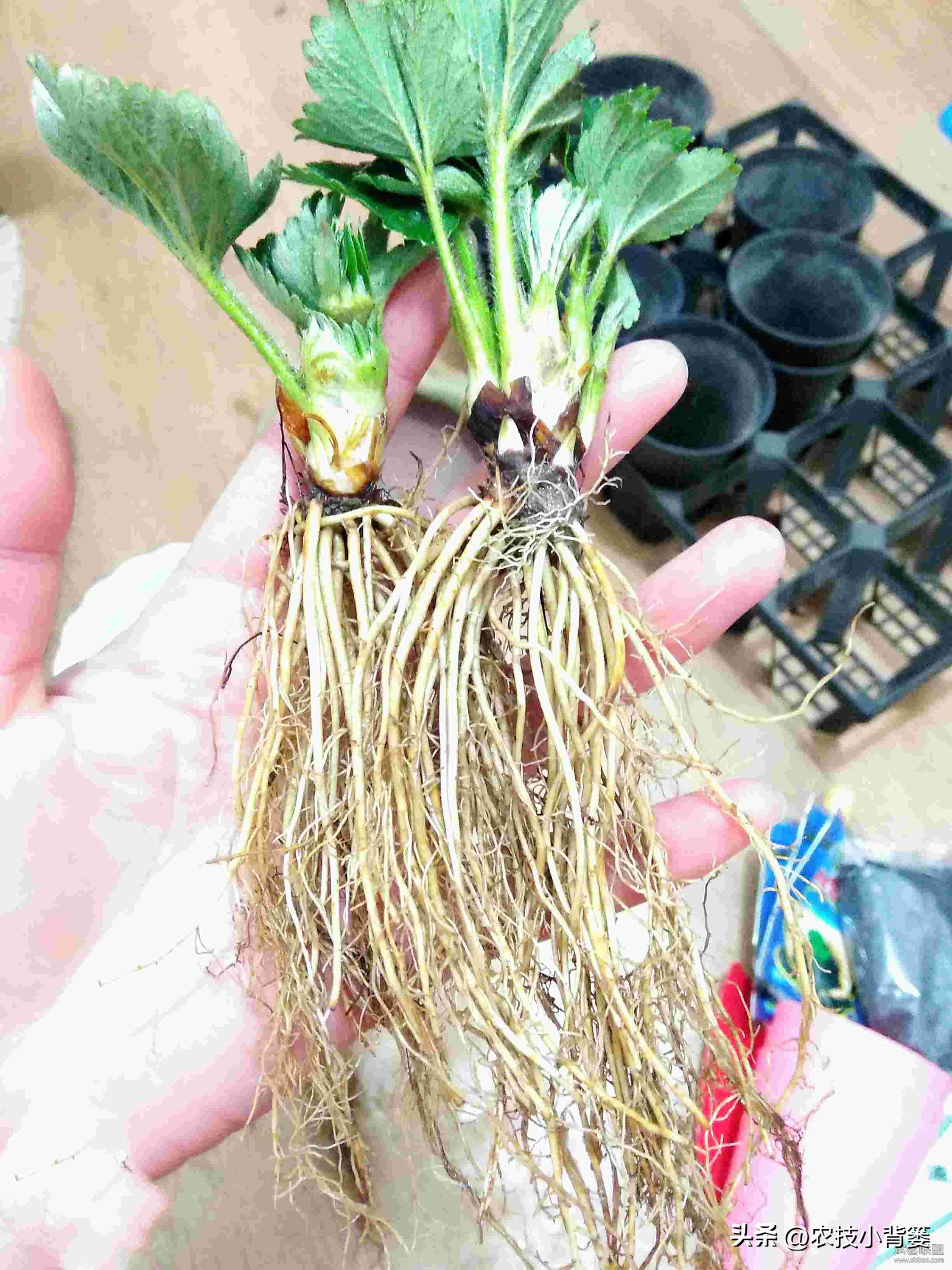 草莓的种植方法不用营养土种草莓,种草莓如果草莓苗有根如何种植