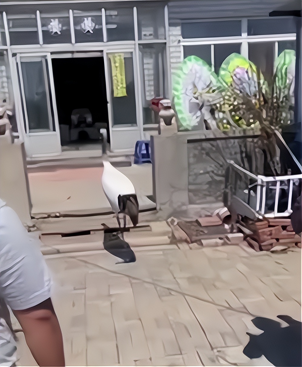 辽宁盘锦丹顶鹤来灵堂与老人道别,辽宁盘锦仙鹤为老人送行真的假的