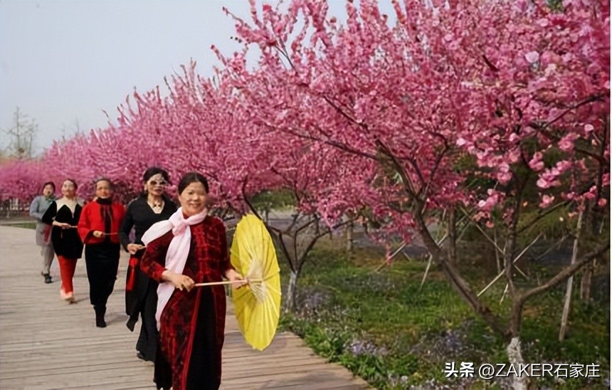 石家庄早新闻,早新闻完整内容