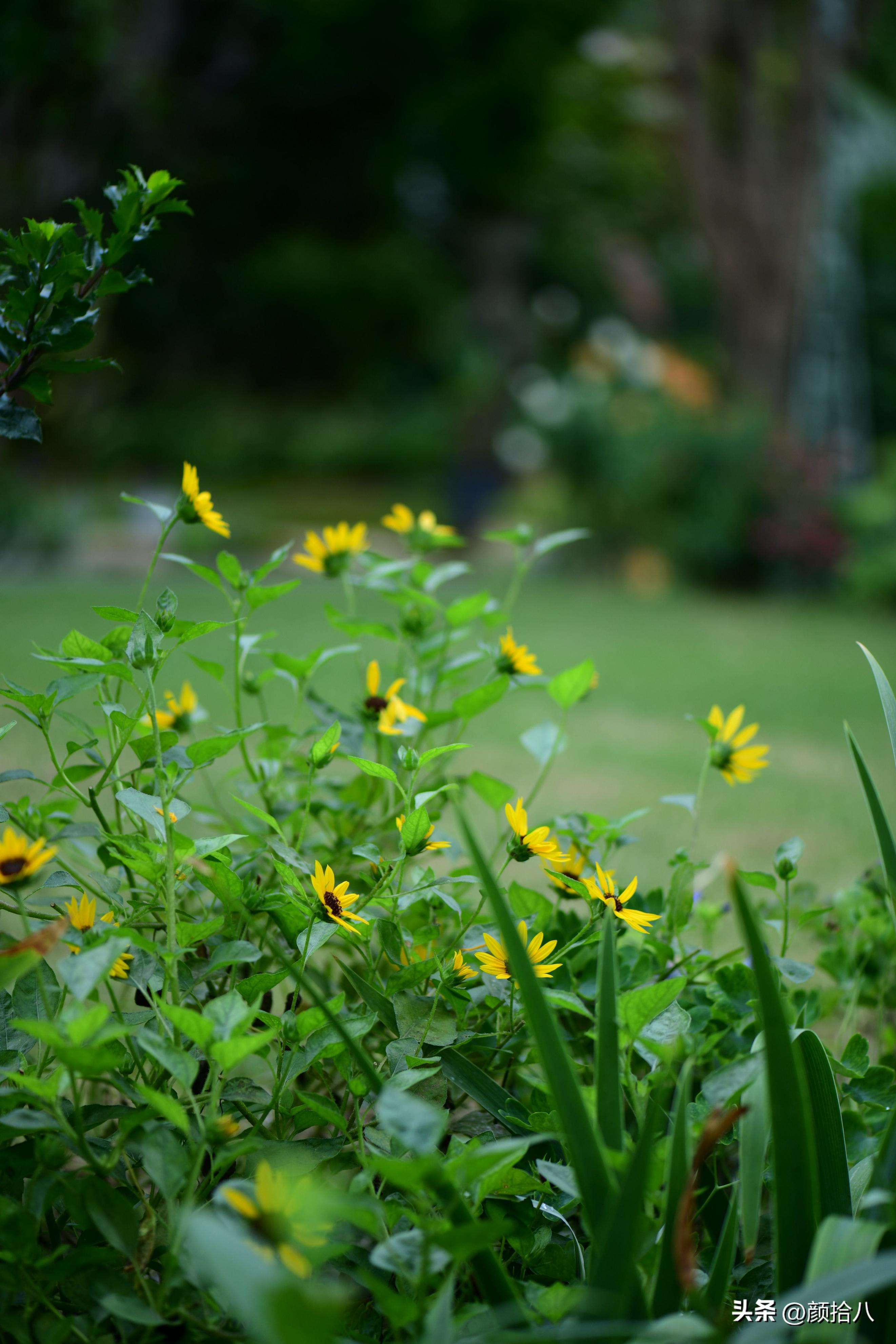 光辉岁月向日葵单朵花能开多少天,光辉岁月向日葵开花效果