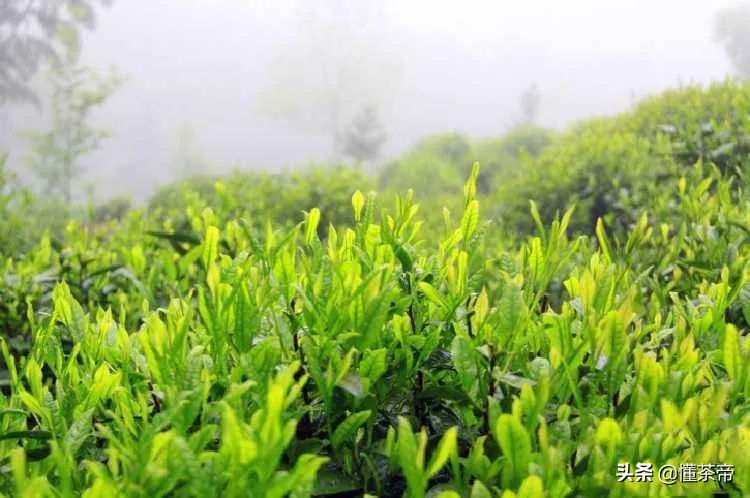 闭眼入的绿茶品牌，照这个买就对了（下）