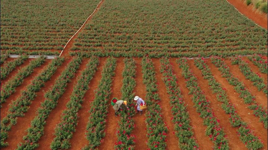 玫瑰开出“新希望”我州这个村致富有“花”招