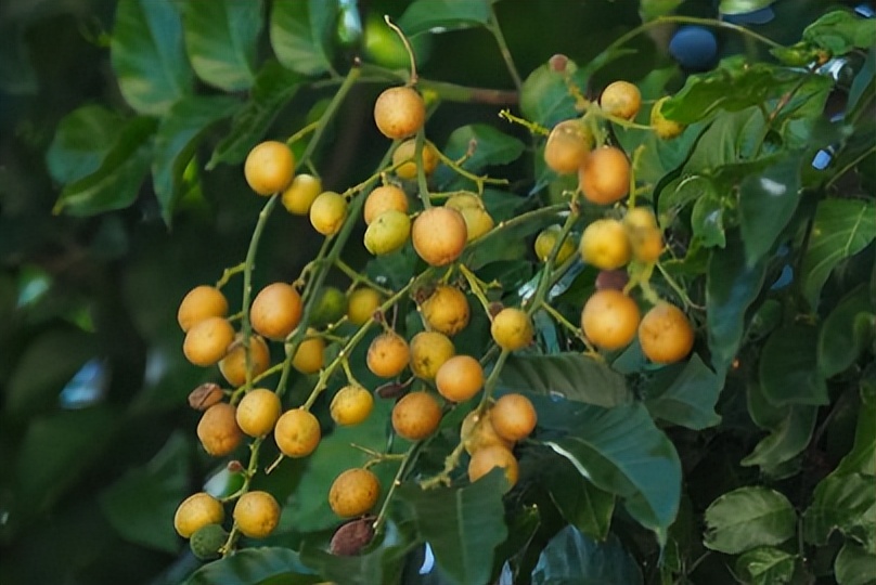 坪山金龟生态艺术小镇,坪山全域自然博物步道