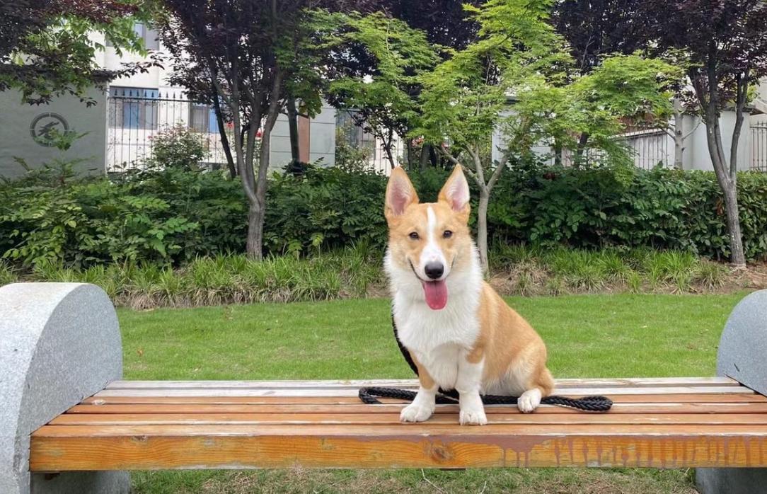 怎么纠正柯基吃狗粮的方法,柯基幼年吃多少狗粮够合适