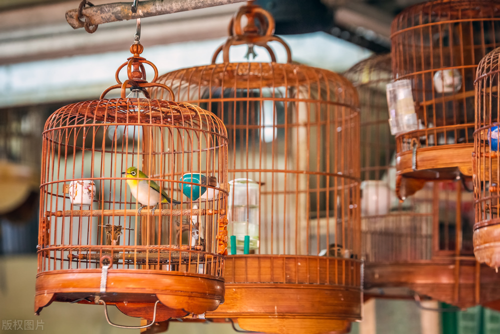 鸟推荐便宜好养,从哪里买鸟