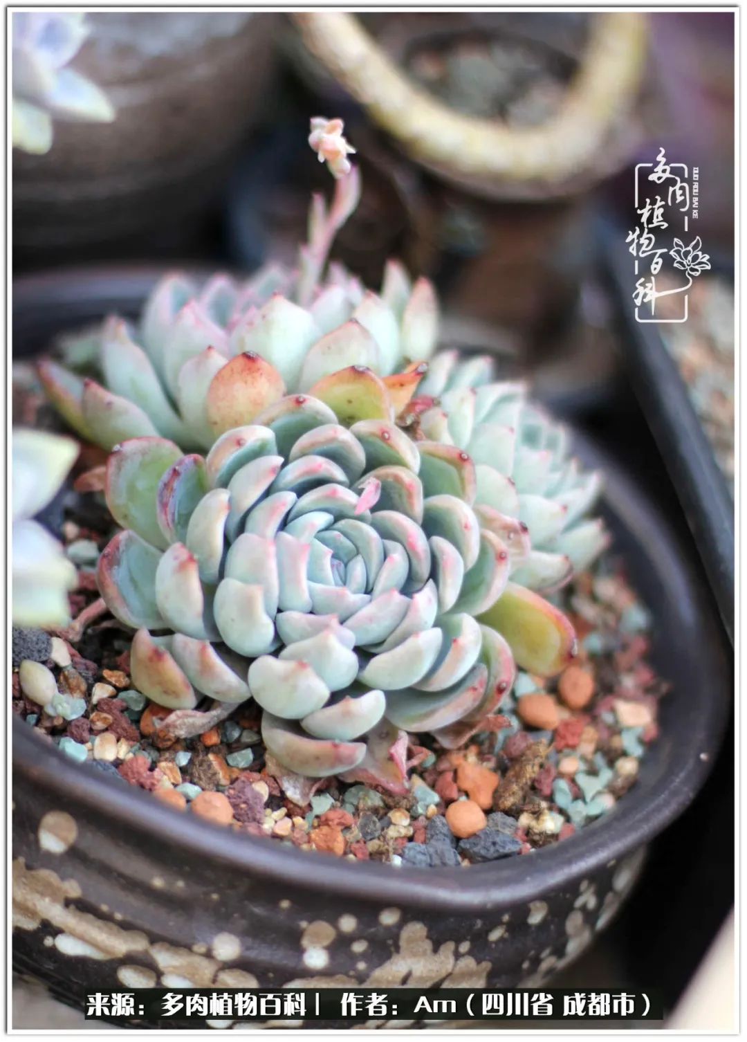 人间四月芳菲尽不负春光不负你,人间四月芳菲尽问春归何处