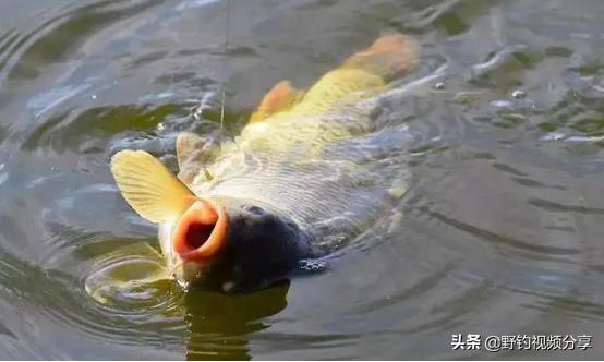 夏季野钓，雨天就是“爆护天”！但有“3不钓”，否则空军已注定