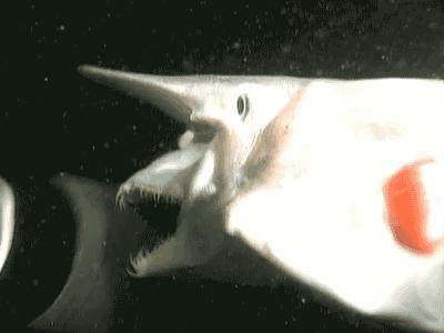 世界上长得最丑的生物,世界上最丑的恐怖的海洋生物