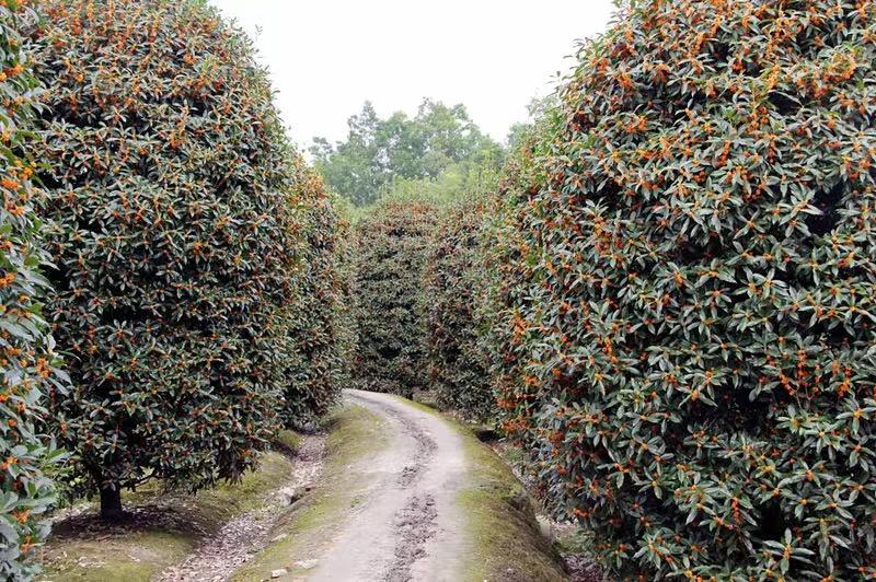 2022年苗市缓缓落幕，谁家欢喜谁家愁？