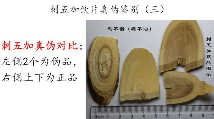 刺五加植物的识别方法,带你识别白薇