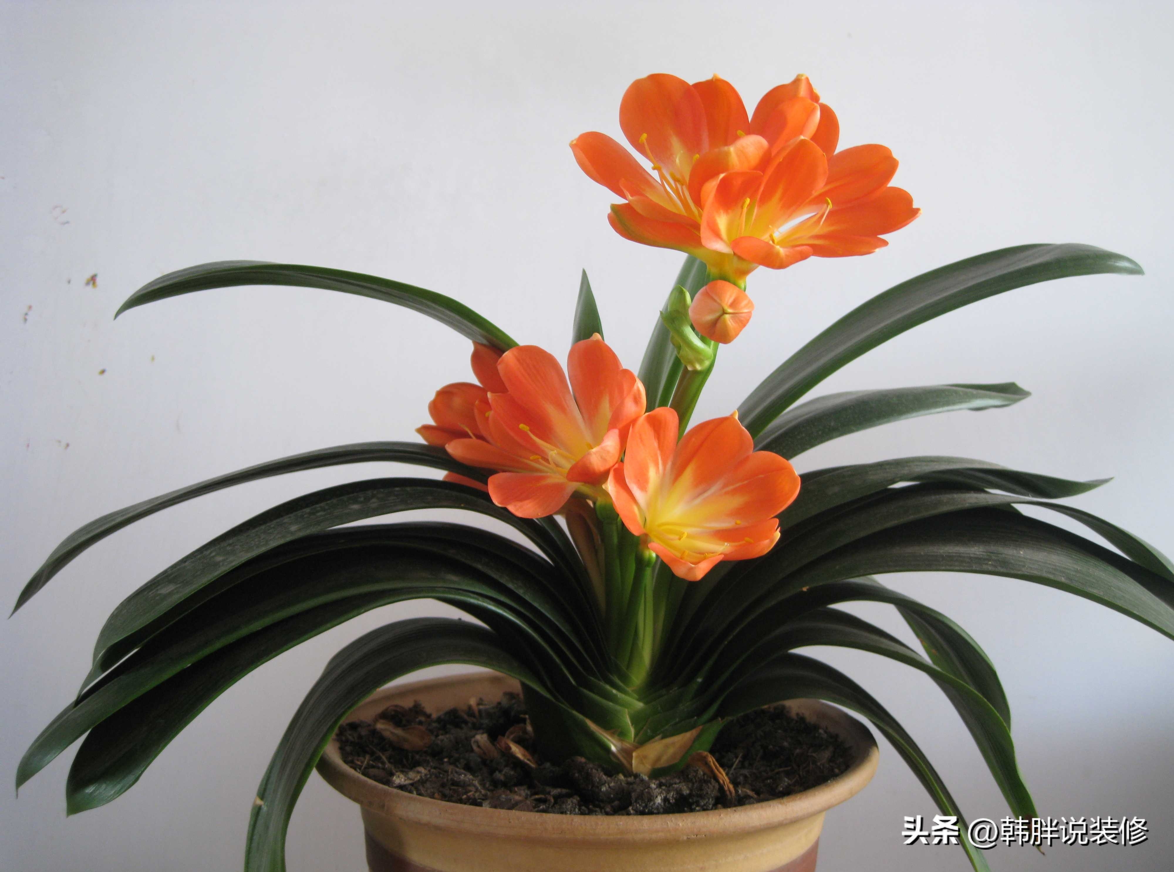 家中有哪三象子孙有福了,家中出三象家中出贵人